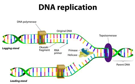 dispersive dna replication definition.